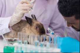 La marca de certificación es “No Testeado en Animales” / Canva